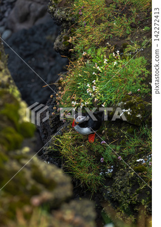 Atlantic Puffin on Rocky Coastal Cliff with Wildflowers Iceland Atlantic Puffin on Rocky Coastal Cliff with Wildflowers Iceland 142272413