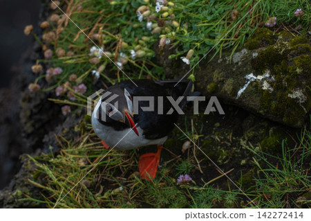 Puffin in Iceland Coastal Habitat with Arctic Flowers Puffin in Iceland Coastal Habitat with Arctic Flowers 142272414