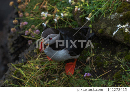 Atlantic Puffin on Rocky Ground with Arctic Flowers Iceland Atlantic Puffin on Rocky Ground with Arctic Flowers Iceland 142272415