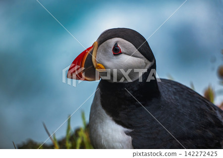 Atlantic Puffin Portrait Iceland Atlantic Puffin Portrait Iceland 142272425