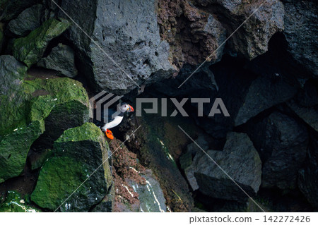 Puffin in Rocky Coastal Cave Iceland Puffin in Rocky Coastal Cave Iceland 142272426