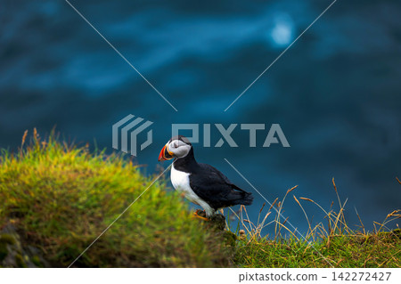 Atlantic Puffin perched on grass cliff overlooking blue ocean, Iceland 142272427