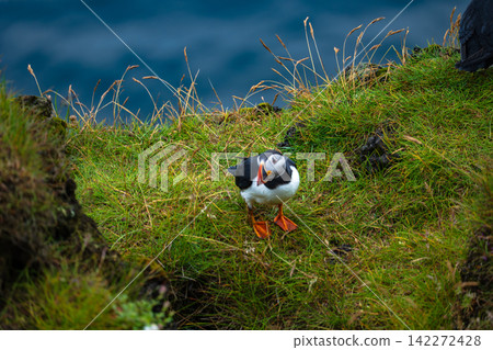 Puffin on grassy cliff overlooking ocean in Iceland Puffin on grassy cliff overlooking ocean in Iceland 142272428
