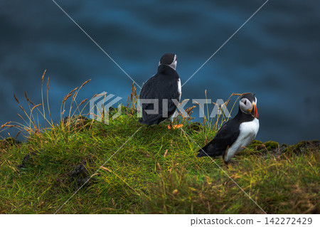 Two Atlantic Puffins on Grassy Clifftop Iceland 142272429