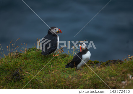 Two Atlantic Puffins on Grassy Cliff Iceland Two Atlantic Puffins on Grassy Cliff Iceland 142272430