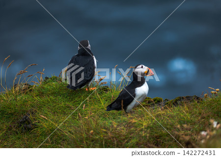 Two Atlantic Puffins on Grassy Cliff Iceland 142272431
