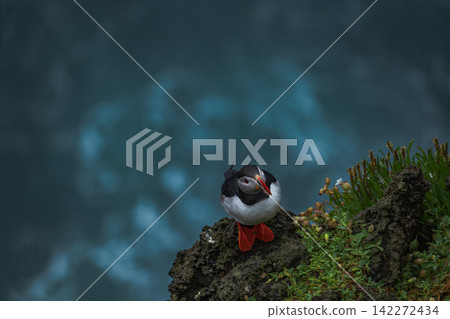 Puffin Perched on Rocky Outcrop in Iceland Puffin Perched on Rocky Outcrop in Iceland 142272434