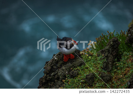 Puffin on Rocky Coastal Cliff Iceland Puffin on Rocky Coastal Cliff Iceland 142272435