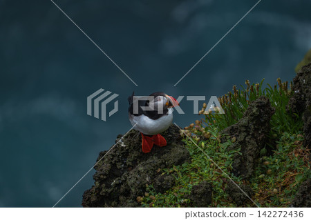 Atlantic Puffin on Rocky Cliff Overlooking Turquoise Ocean Iceland Atlantic Puffin on Rocky Cliff Overlooking Turquoise Ocean Iceland 142272436