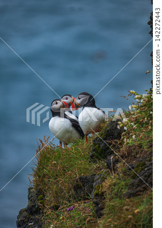Two Atlantic Puffins Perched on Cliff Edge in Iceland Two Atlantic Puffins Perched on Cliff Edge in Iceland 142272443