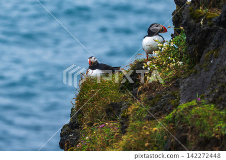 Atlantic Puffins on Moss Covered Cliffs Iceland Atlantic Puffins on Moss Covered Cliffs Iceland 142272448
