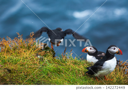 Atlantic Puffins on Grassy Coastal Cliff in Iceland Atlantic Puffins on Grassy Coastal Cliff in Iceland 142272449