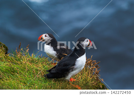 Atlantic Puffins on Grassy Cliff Iceland Atlantic Puffins on Grassy Cliff Iceland 142272450