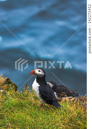 Atlantic Puffin on Coastal Grassland Iceland Atlantic Puffin on Coastal Grassland Iceland 142272452