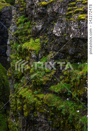 Moss Covered Rock Face in Iceland Moss Covered Rock Face in Iceland 142272478
