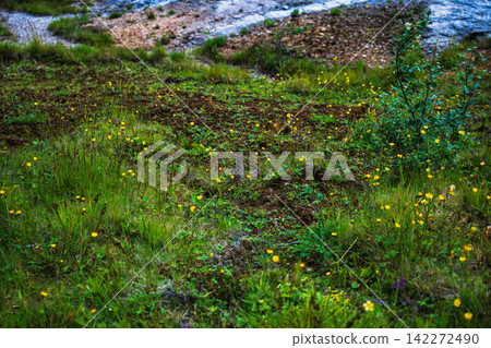Wildflowers and Coastal Landscape Iceland Wildflowers and Coastal Landscape Iceland 142272490