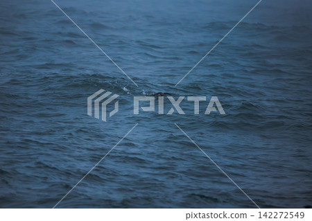 Swimmer in Atlantic Ocean Waves Iceland Swimmer in Atlantic Ocean Waves Iceland 142272549
