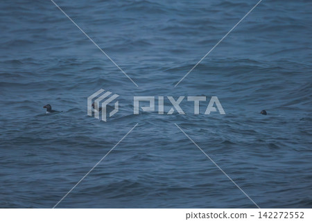 Seabirds Swimming in Ocean Waves Iceland Seabirds Swimming in Ocean Waves Iceland 142272552