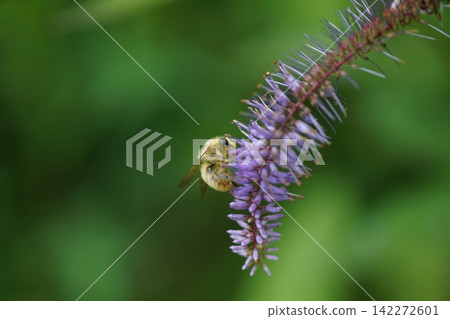 A bumblebee sucking nectar from a burdock plant A bumblebee sucking nectar from a burdock plant 142272601