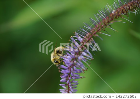 A bumblebee sucking nectar from a burdock plant A bumblebee sucking nectar from a burdock plant 142272602