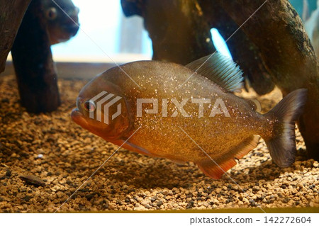 9652 食人魚 9652 食人魚 142272604