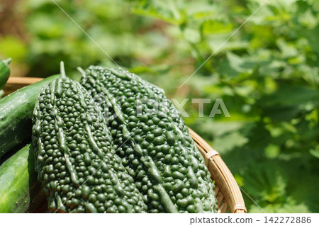 Freshly harvested bitter melon and cucumbers placed on a colander (August) - Home garden harvest Freshly harvested bitter melon and cucumbers placed on a colander (August) - Home garden harvest 142272886