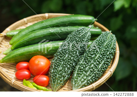一籃從自家花園新鮮採摘的夏季蔬菜(八月)。 一籃從自家花園新鮮採摘的夏季蔬菜(八月)。 142272888