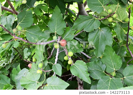 Fig fruit Fig fruit 142273113