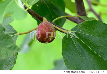 Fig fruit Fig fruit 142273114
