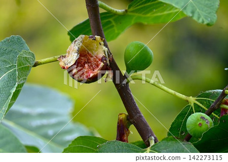 Fig fruit Fig fruit 142273115