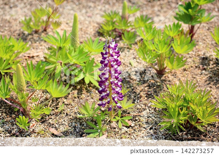 可愛的魯冰花 可愛的魯冰花 142273257