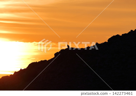 Silhouette of a Himalayan vulture against the morning sun in Uvurkhangai Province, Mongolia. Silhouette of a Himalayan vulture against the morning sun in Uvurkhangai Province, Mongolia. 142273461