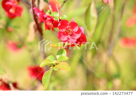 Vivid blurry flowers Vivid blurry flowers 142273477