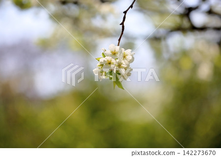 In full bloom, the refreshing red plum blossoms. 142273670