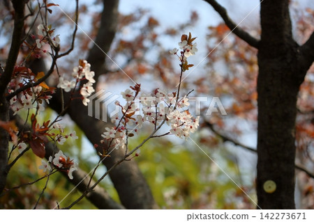 In full bloom, the refreshing red plum blossoms. 142273671