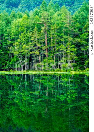 Fresh greenery at Mishaka Pond (Tateshina Plateau, Chino City, Nagano Prefecture) Fresh greenery at Mishaka Pond (Tateshina Plateau, Chino City, Nagano Prefecture) 142273684