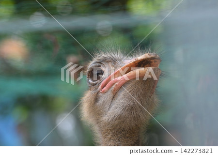 Curious ostrich head looking up behind a wire fence enclosure with looking Curious ostrich head looking up behind a wire fence enclosure with looking 142273821