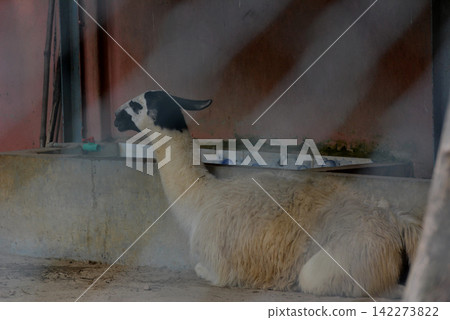 Llama resting on the ground inside a rustic shelter with lying down Llama resting on the ground inside a rustic shelter with lying down 142273822