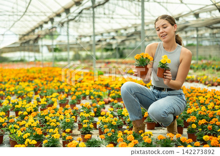 Young woman choosing marigolds in a greenhouse Young woman choosing marigolds in a greenhouse 142273892
