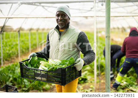 Adult man with box of chard harvest 142273931