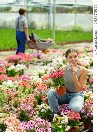 Woman choosing pink geraniums in a garden store Woman choosing pink geraniums in a garden store 142273935