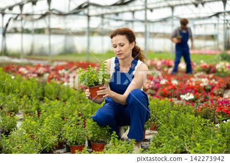 Female employee of gardening mall, inspecting merchandise, pot of mint. Greenhouse with potted plants, woman holding flower pot Female employee of gardening mall, inspecting merchandise, pot of mint. Greenhouse with potted plants, woman holding flower pot 142273942