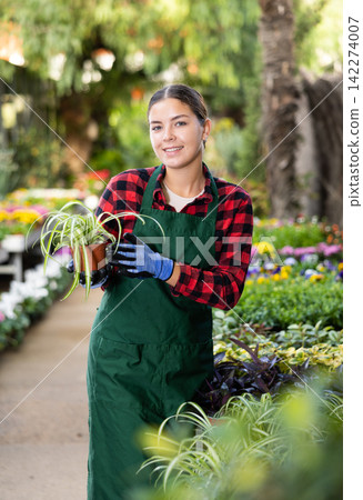 Female florist in apron taking care of potted flowers in flower shop Female florist in apron taking care of potted flowers in flower shop 142274007