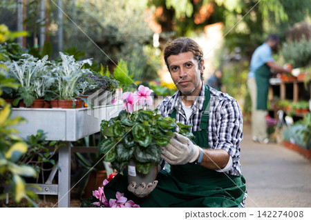 Experienced florist demonstrating blooming Cyclamen persicum in pot Experienced florist demonstrating blooming Cyclamen persicum in pot 142274008