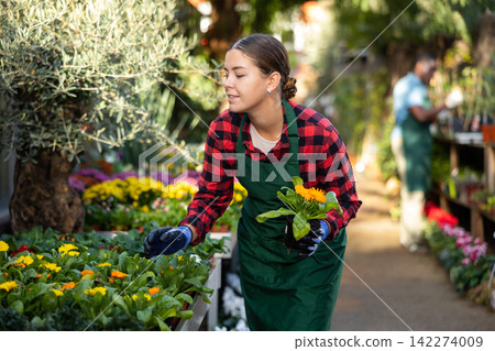 Young woman florist attentively inspects calendula in pots Young woman florist attentively inspects calendula in pots 142274009