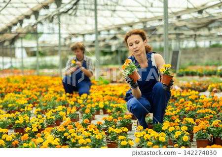 Woman Greenhouse Worker Holding Marigolds 142274030