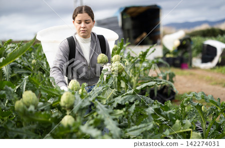 Young woman harvesting artichokes in field Young woman harvesting artichokes in field 142274031