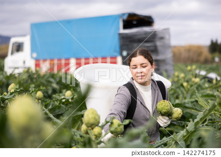 Girl works in field, harvesting picking artichokes. Girl works in field, harvesting picking artichokes. 142274175