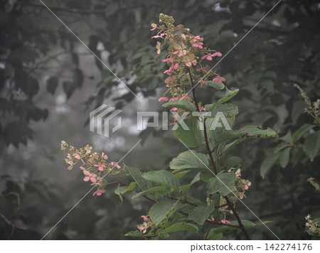 桐山的圓錐繡球花已經過了花期，現在花瓣泛著紅色。 142274176