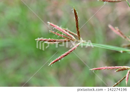 Hamasuge (a type of sedge) Hamasuge (a type of sedge) 142274196